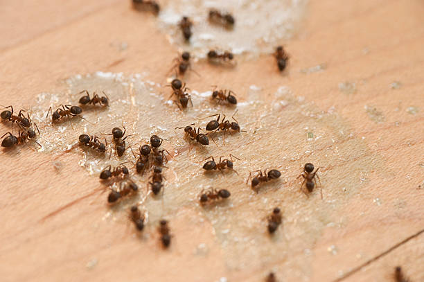 Best Pest Removal Services  in Abingdon, MD